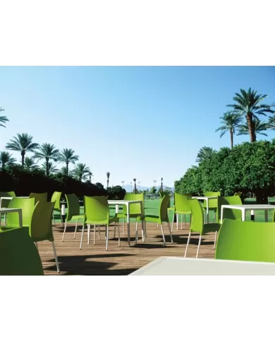 800 MANGO MASA 72x72